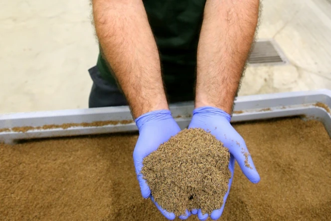 Un employé montre une farine produite à partir de larves de mouches-soldats noires (hermetia illucens) à l'usine de la société Agronutris, le 15 juin 2023 à Rethel, dans les Ardennes