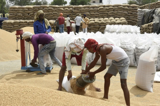 Remplissant des sacs de blé à Jandiala, dans la banlieue d'Amritsar, en Inde, le 17 avril 2022