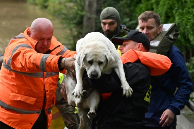 Des secouristes polonais sauvent un chien et évacuent les habitants du village de Rudawa, dans le sud de la Pologne, le 15 septembre 2024, après le passage de la tempête Boris