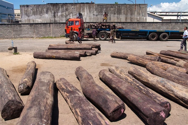 Chargement de bois de rose au port de Tamatave (Madagascar)

Photo Pierre Yves Babelon