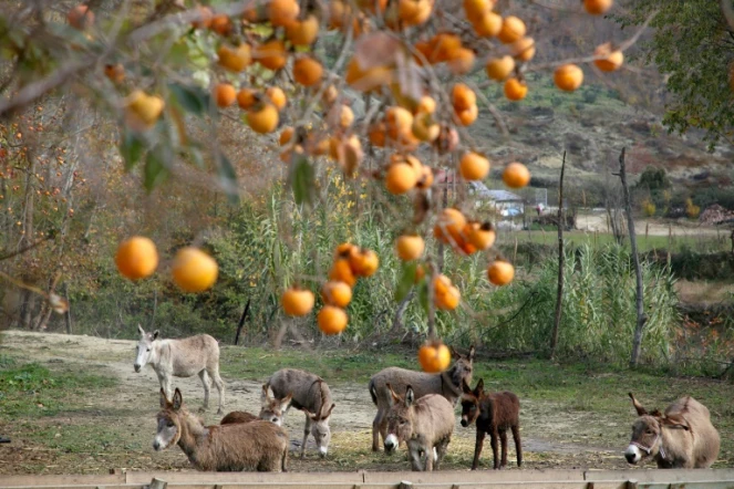 Anes et mulets dans une ferme laitière à Papër (sud de l'Albanie), le 24 novembre 2020
