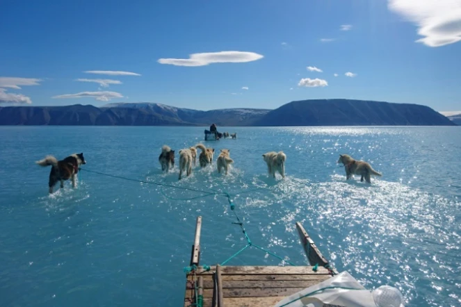 Photo d'archives, prise le 13 juin 2019 par Steffen Olsen du Centre pour l'Océan et le Pôle de l'Institut Météorologique Danois, montrant des chiens de traîneau progressant péniblement dans un fjord dont la banquise est recouverte par cinq ou six centimètres de glace fondue dans le nord-ouest du Groenland. 