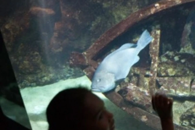 L'aquarium de La Réunion à Saint-Gilles