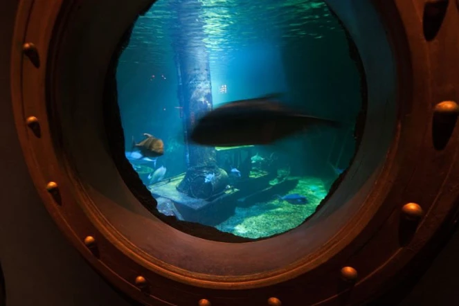 L'aquarium de La Réunion à Saint-Gilles