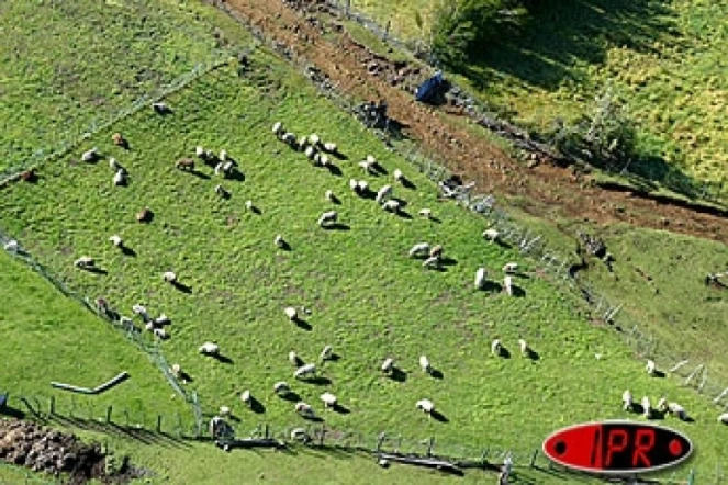 Un élevage de moutons de l'Est-
Archives