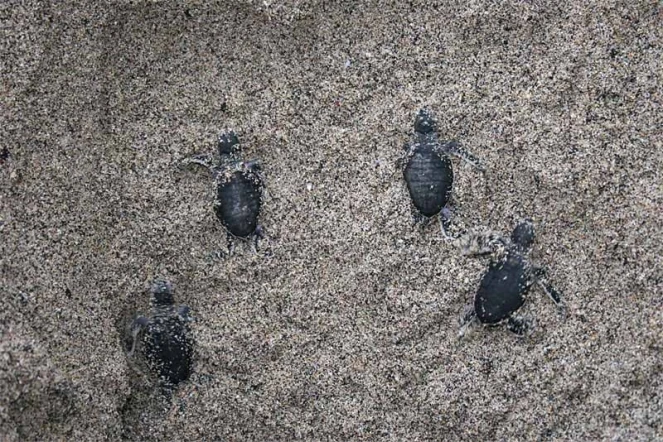 Des jeunes tortues vertes

Photo Stéphane Ciccione/Kélonia