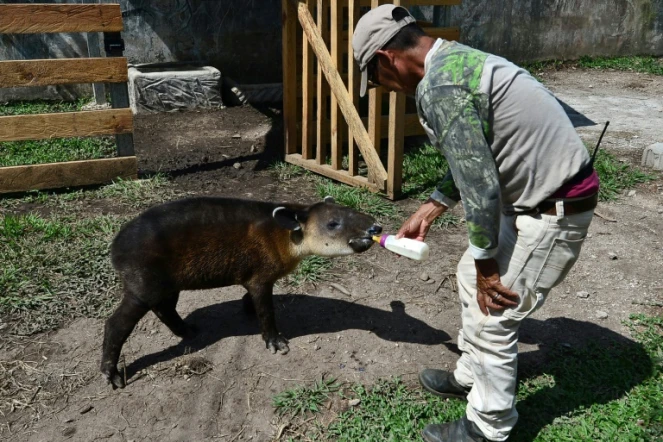 Un jeune tapir est alimenté par un gardien du zoo Joya Grande à Santa Cruz de Yojoa, au Honduras