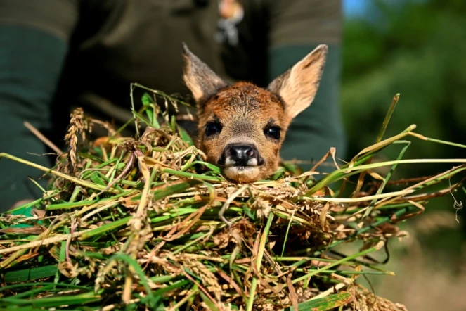 Un faon sauvé par l'association "Sauvons Bambi", près de Namur dans le centre de la Belgique, le 24 juin 2024