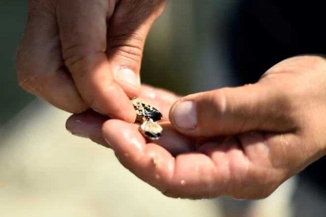 Le producteur de moules Javier Franch montre desmoules mortes, dans sa ferme au large de la côte près de Deltebre, au sud de Tarragone, en Espagne, le 10 août 2022