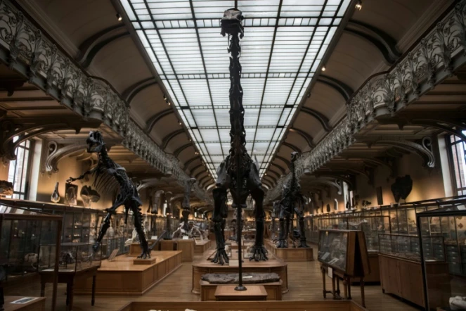 Des squelettes de dinosaures dans la galerie de paléontologie du Jardin des plantes, le 16 novembre 2017 à Paris
