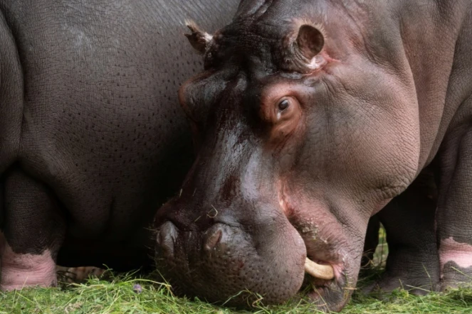 Deux hippopotames du zoo d'Anvers, en Belgique, souffrant d'un écoulement nasal, ont été testés positifs au Covid-19, selon le parc animalier qui y voit une première mondiale pour cette espèce