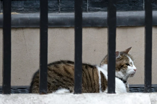 Larry, le chat du 10 Downing Street à Londres, attend les caresses de Theresa May, le 12 juillet 2016