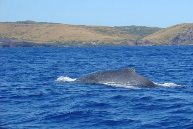 Mercredi 12 mai 2010: La première baleine de la saison a été aperçue dans la baie de Saint-Gilles (Photo: Céline Del Vechio)