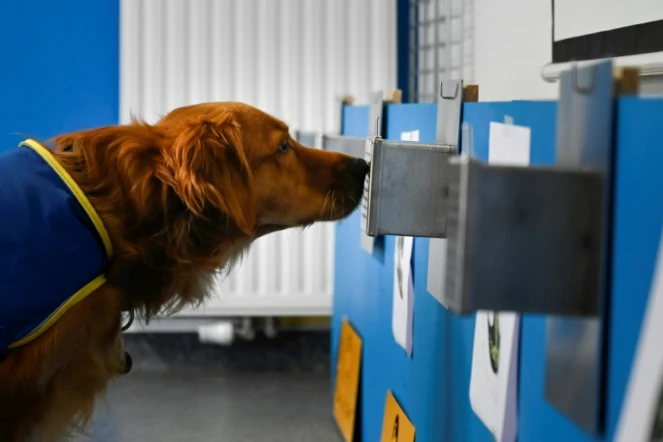 Pokaa, un chien renifleur de Covid-19, inspecte une boîte contenant un échantillon à l'Ehpad La Roselière de Kunheim (Haut-Rhin), le 2 août 2021