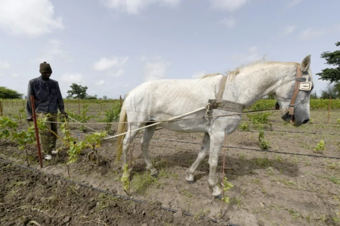 Un ouvrier travaille dans les vignes du "clos des baobabs" le 15 septembre 2015 à Nguekhokh au Sénégal