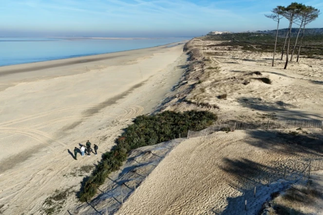 Vue aérienne de sapins de Noël recyclés pour combler une brèche dans une dune sur une plage de la Teste-de-Buch, le 15 janvier 2025 en Gironde