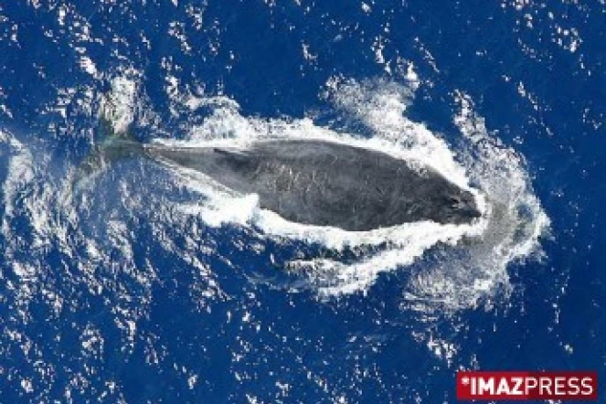 Baleines au large de la Réunion (Archives)