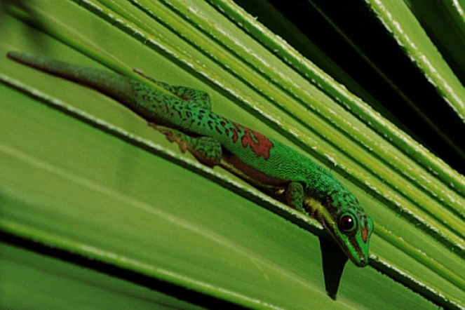 Gecko exotique (Photo : A. Gandar)