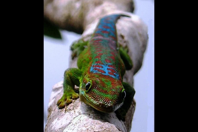 Le gecko vert des Hauts (Photo : M. Sanchez)
