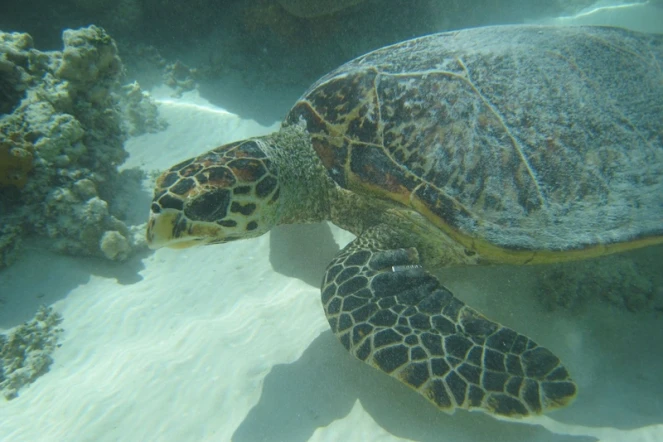 Exposition Mada-Nova à l'observatoire des tortues marines (Photo : Kelonia)