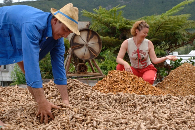 La journée du 2 juillet sera l'occasion de découvrir les savoirs-faire du village de la Plaine des Grègues dont le curcuma (photo DR)