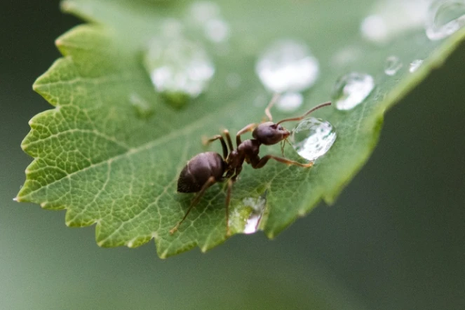 Le parasite d'une espèce de fourmis ralentit considérablement leur vieillissement, mais c'est sans doute pour faciliter leur ingestion par un oiseau