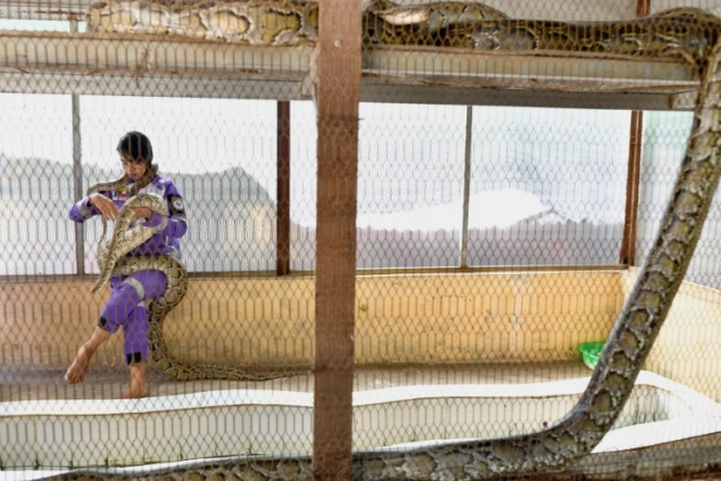 La chasseuse de serpents Shwe Lei tient un serpent au monastère bouddhiste du canton de Mingalardon à Yangon, en Birmanie, le 12 janvier 2023
