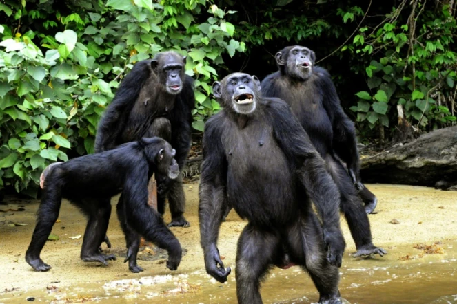 Des chimpanzés à Monrovia, au Liberia, le 29 juin 2015 