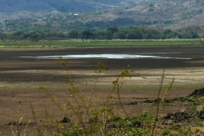 Des coquillages asséchés qui émergent du sol craquelé par le soleil : c'est tout ce qui reste de la lagune d'Atescatempa au Guatemala, autrefois vaste plan d'eau turquoise, victime du changement climatique.