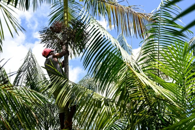 Jose Santos Diogo récolte de l'açai sur un palmier dans une plantation à Abaetetuba, dans le nord du Brésil 