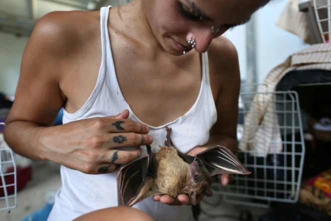 Nora Lifschitz dans son repaire pour chauves-souris le 22 juin 2016 dans la vallée d'Elah en Israël