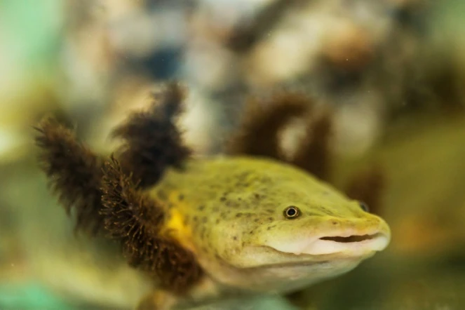 Une salamandre aquatique Ambystoma dumerilii, ou achoque, en captivité dans un aquarium d'un monastère mexicain au lac Patzcuaro, le 22 août 2018