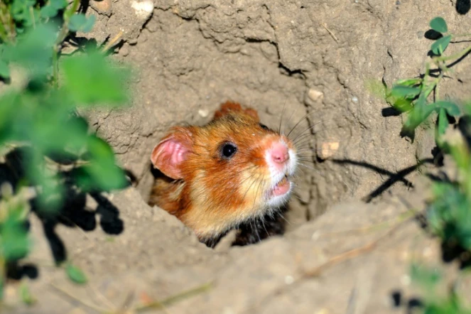 Un hamster d'Europe photographié le 2 juillet 2014 près de Boesfeld, dans le centre de l'Allemagne. L'animal, aussi connu en France comme le grand hamster d'Alsace, est menacé