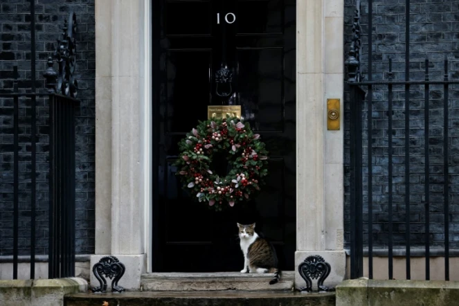Le chat Larry devant l'entrée de sa résidence au 10 Downing Street, le 19 décembre 2020