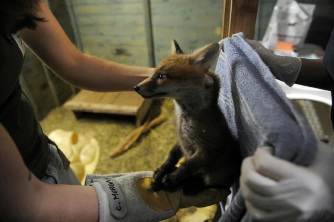 Un renard est soigné au centre de soins pour animaux sauvages "Volée de piafs", à Languidic (Morbihan), le 16 mai 2017