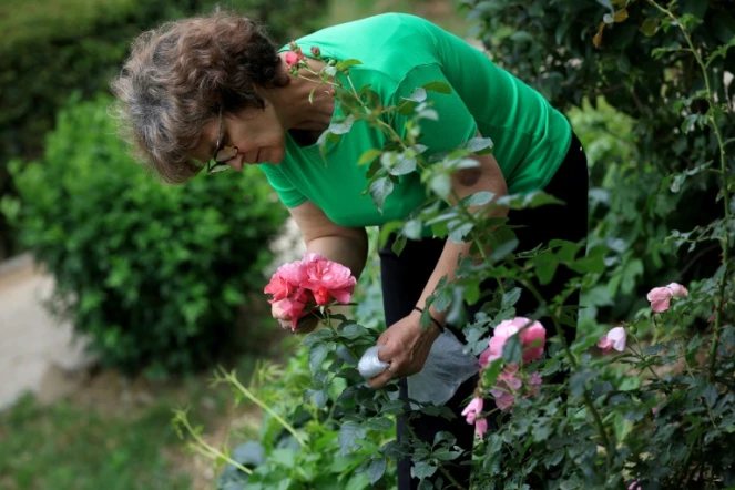 Ariana Nikolla, enseignante en biologie, recueille les pétales d'une rose à Përmet, le 28 mai 2025 en Albanie