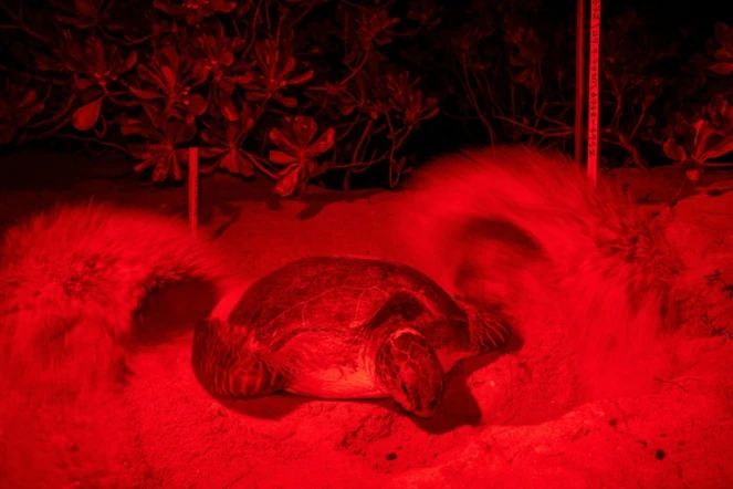 De la lumière rouge pour ne pas perturber une tortue de mer verte qui recouvre ses ?ufs de sable sur le rivage de Chagar Hutang sur l'île de Redang au nord-est de la Malaisie, le 28 juin 2020