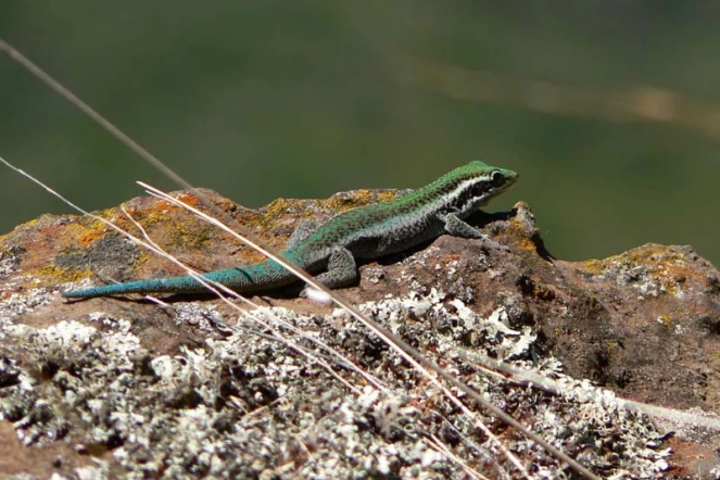 Lézard vert des hauts - (Photo: Parc national de La Réunion - Stéphane Di Mauro)