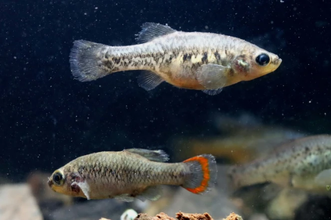 Deux poissons téquila (zoogoneticus tequila), une femelle et un mâle - ce dernier reconnaissable à sa queue orangée - nagent dans un aquarium   
à Teuchitlan, Etat de Jalisco, au Mexique le 15 février 2022     
