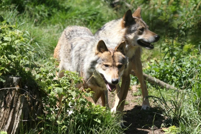 Loups au parc animalier des Angles, le 18 juin 2015