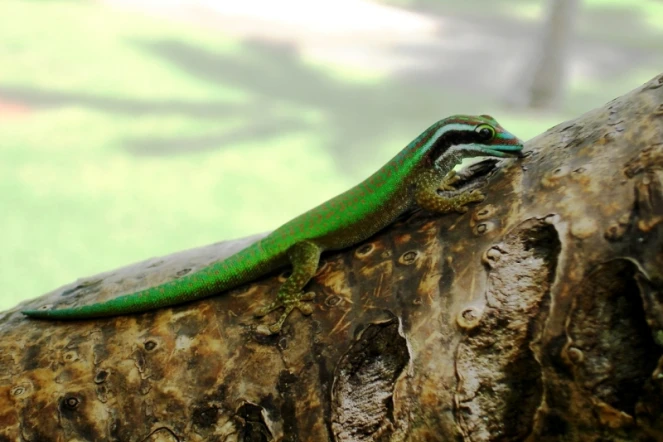 Gecko vert de Manapany, un reptile endémique de La Réunion (Photo Mickaël Sanchez/Nature Océan Indien)
