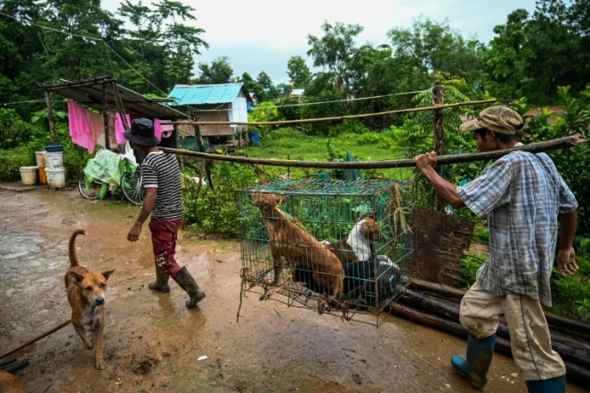Des employés transportent dans une cage des chiens errants au refuge Thabarwa, le 9 juillet 2019 près de Rangoun, en Birmanie