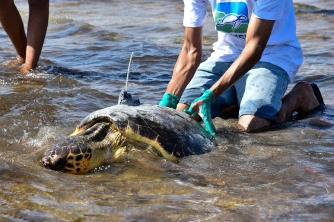 Une tortue d'une espèce protégée est relâchée sur la côte de Sfax, dans le centre-est de la Tunisie, le 15 octobre 2023