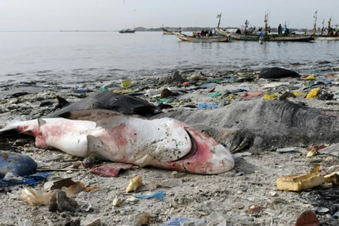 Un requin et une raie venant d'être pêchés sur la plage de Hann avant d'être découpés pour la vente, le 22 juillet 2019 à Dakar, au Sénégal
