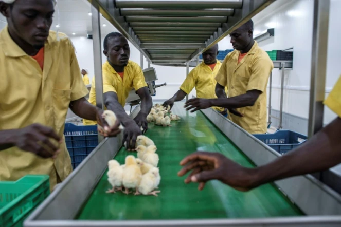 Des employés de Valentine Chicken Hatchery trient des poussins le 12 juillet 2017 au Nigeria