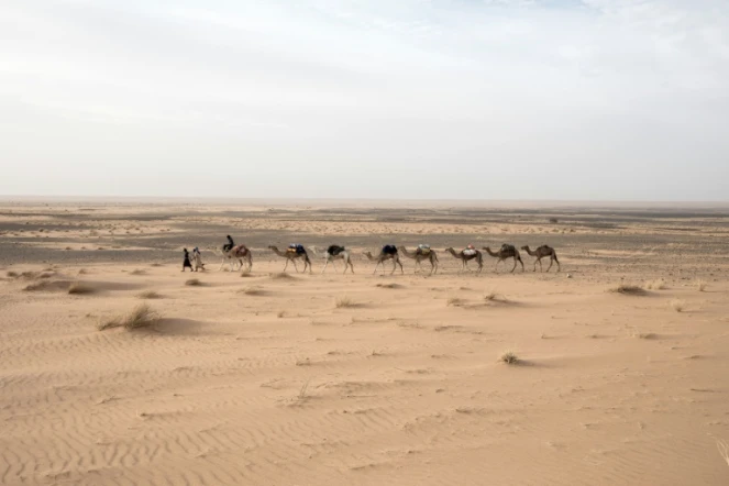 L'archéologue français Thierry Tillet commence avec trois chameliers une nouvelle méharée exploratrice à la tête d'un convoi de neuf dromadaires dans le désert mauritanien. Le 22 janvier 2020, entre Tichitt et Aratane
