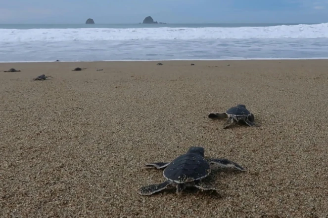Des bébés tortues se fraient un chemin vers les vagues, le 2 décembre 2020 sur la plage de Sukamade, en Indonésie