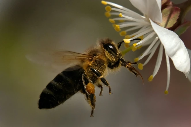 Le Tribunal de l'Union européenne a confirmé les restrictions d'utilisation imposées en 2013 à trois néonicotinoïdes, des insecticides considérés comme nocifs pour les abeilles, qui étaient contestées par les fabricants Bayer et Syngenta