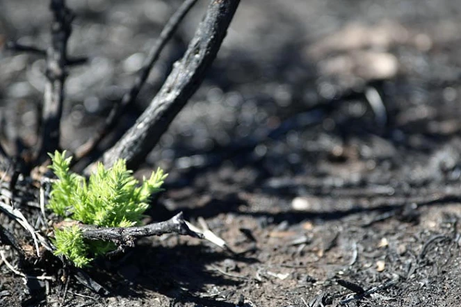 Mardi 14 Décembre 2010

Le site du Maïdo après l'incendie d'Octobre 2010