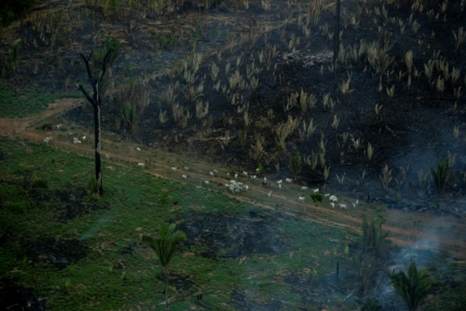 Des troupeaux de bétail près d'un feu volontaire allumé dans la forêt amazonienne, à Labrea, au Brésil, le 15 septembre 2021.